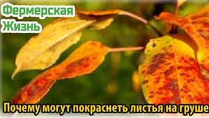 Почему могут покраснеть листья на груше