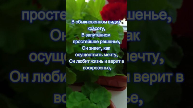 Цветущие черенки Герани #цветы #flowers