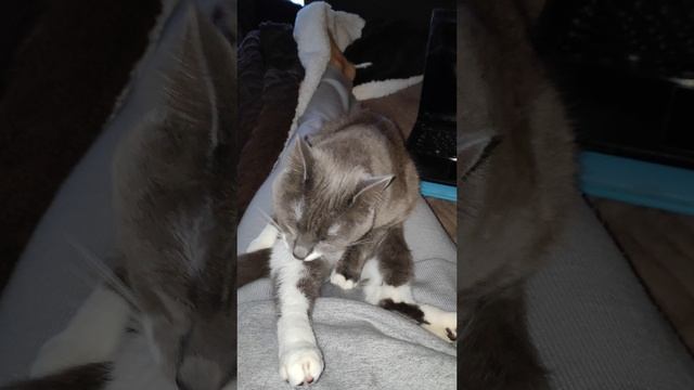 Утренняя гигиена у кошки с одной лапой.