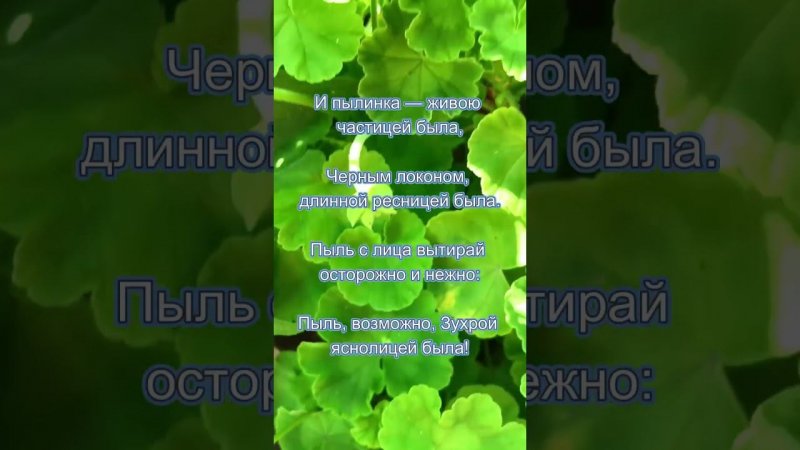 Герань