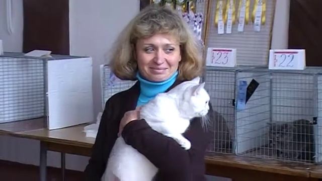 Выставки кошек на http:british-chinchilla.dp.ua