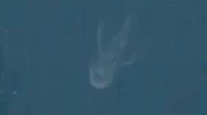 Loch Ness Monster Found By Apple maps VIDEO Nessie Found LochNess Monster FULL VIDEO