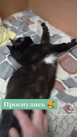Котёнок с ФИПОМ. Помощь бездомным животным. Минск #кот