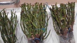 Саженцы роз из питомника Розы Вдохновения. Распаковка посылки.