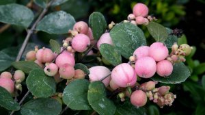 Кустарники и лианы для нашего климата.