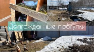 Долгожданные прогулки