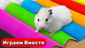 Лабиринт для Хомяка 🐹 Умный Хомяк проходит СЛОЖНЕЙШИЙ ЛАБИРИНТ С ЛОВУШКАМИ ! видео для детей