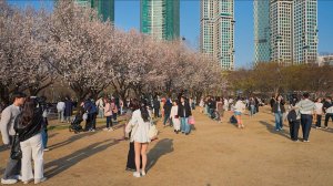 Sunday Vibes in Seoul Forest 🌸 ｜ Cherry Blossoms, Jazz & Crowd Energy ｜ Walking Tour
