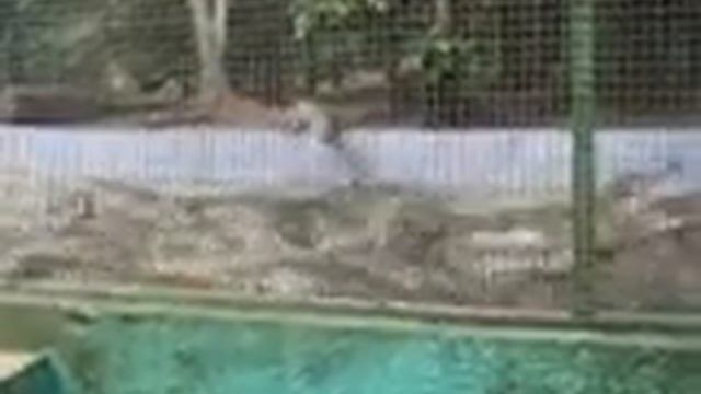 12 11 19 Abidjan Zoo Crocodile Feeding Time 1