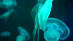 Медузы плавают в воде — Медитация и Расслабление в 4K, 60FPS, 2160p — Лучшее качество