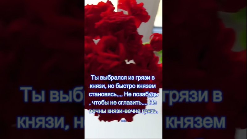 Пеларгония #цветы #сад #plants #растения #природа