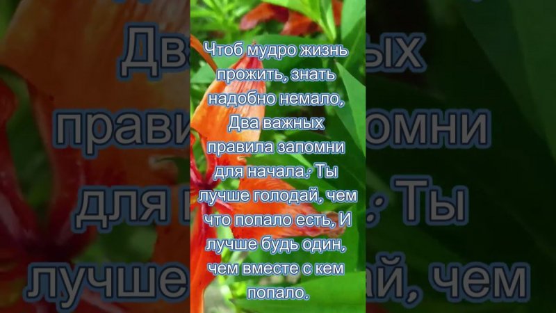 Дачные цветы #цветы #сад #plants