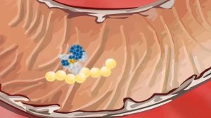 Химиялық ас қорытуда ферменттердің рөлі