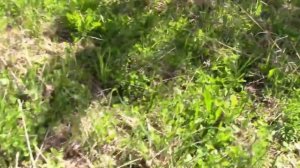 В гостях у Кошевого.