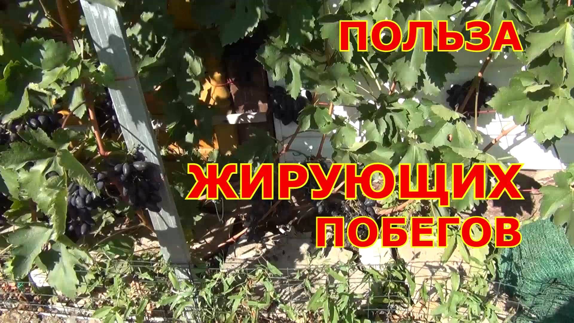 Польза от жирующих побегов винограда. Развенчание мифов смотреть онлайн