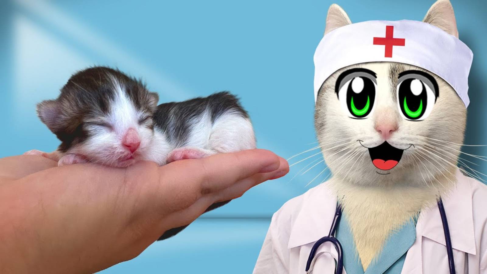 А ну-ка Давай-ка | РОЖДЕНИЕ КОТЯТ! ПЕРВЫЕ 24 ЧАСА ЖИЗНИ! КОШЕЧКА ИСА РОДИЛА РАЗНЫЕ ТИПЫ КОТЯТ!