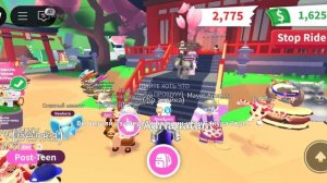 играем обновления адопт ми