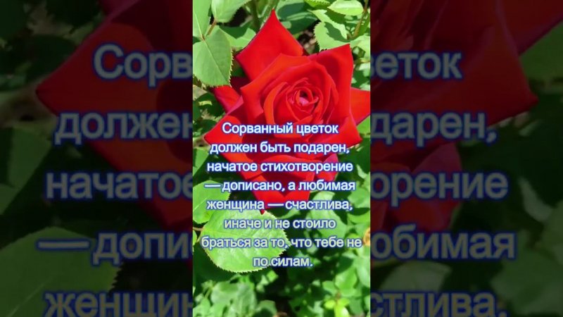 Розы 1 #цветы #сад #природа #garden