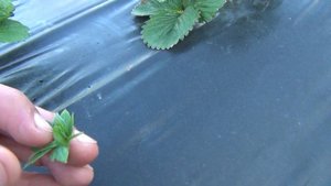 Замёрз закрытый цветонос. Оцениваем растения после обратных заморозков 18.05.2024