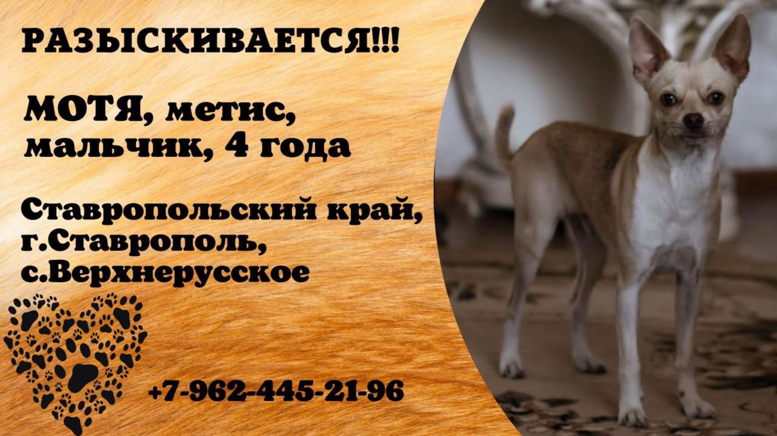 Пропала собака! МОТЯ, метис, мальчик, 4 года. Ставропольский край, г.Ставрлполь.