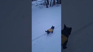 Первый апрельский снег