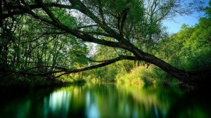 J.S. Bach - Aria from Orchestral suite No. 3