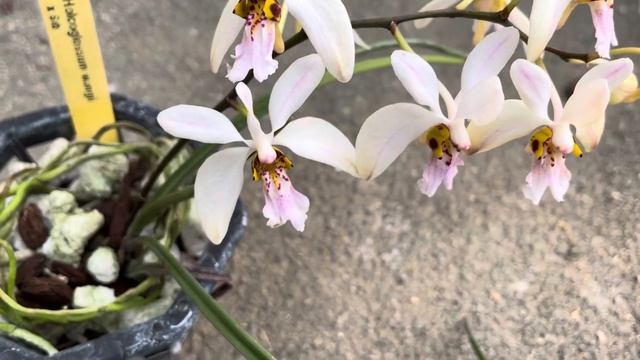 Holcoglossum wangii смотреть онлайн