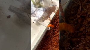 Harpegnathos Saltator. Индийский прыгающий муравей-охотник. Лучшие понерины для новичка!!!