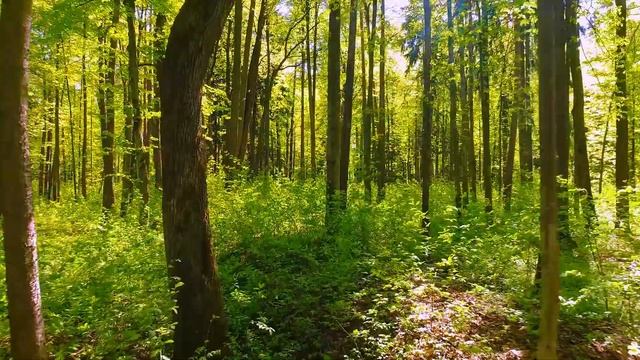 ЗВУКИ ДЕРЕВНИ-ЭТО ЗВУКИ НАСТОЯЩЕЙ ЖИЗНИ, ПОКОЯ И УМИРОТВОРЕНИЯ. ОЗДОРОВЛЕНИЕ НЕРВНОЙ СИСТЕМЫ.