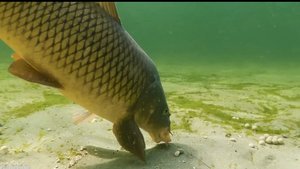 Зрелищные поклëвки гигантских рыб под водой . Супер трофеи! 🐠🐋🐟