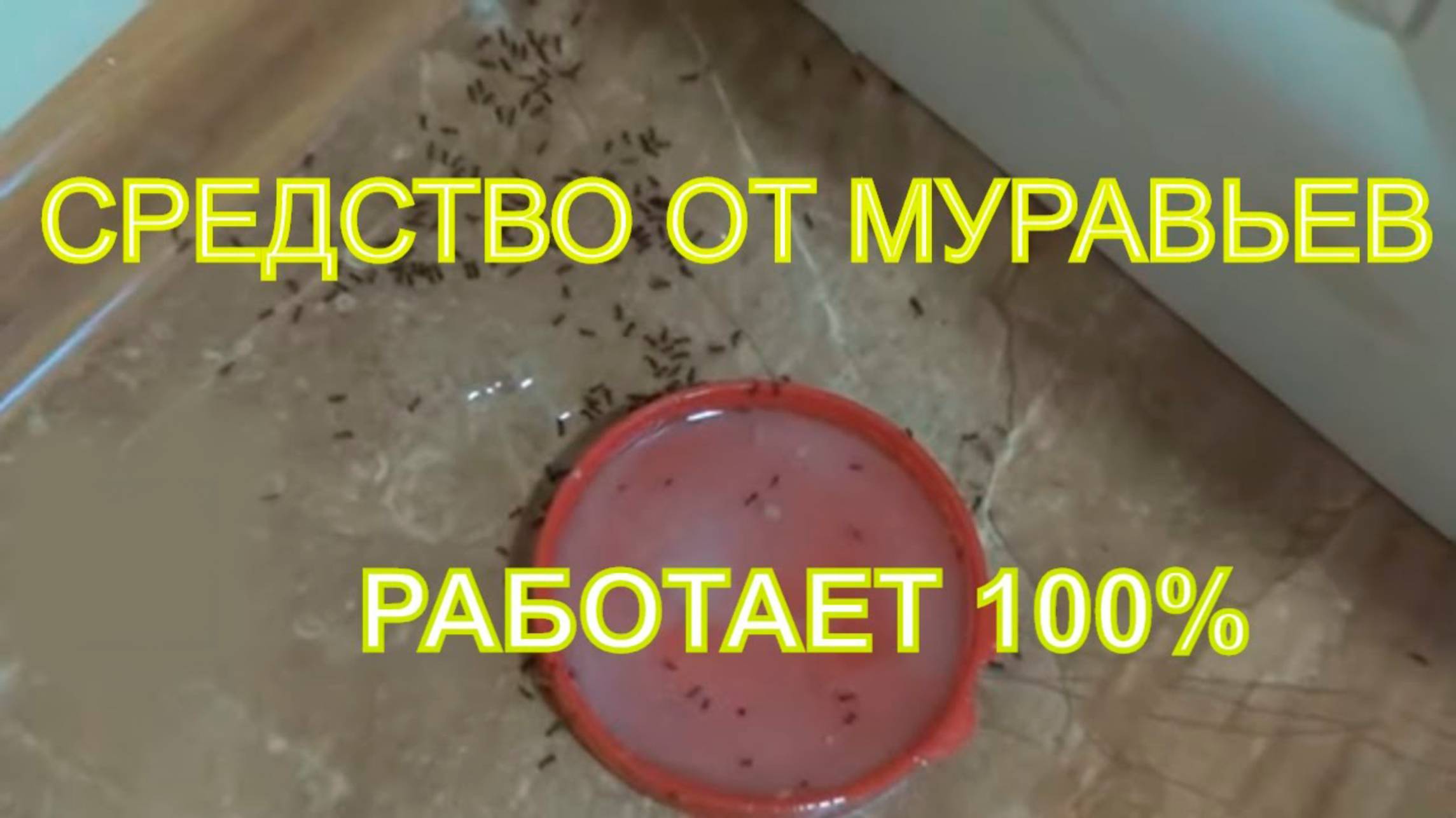 Средство от муравьев. Как избавиться от муравьев. Борьба с муравьями