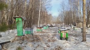 Первая помощь пчелкам при облете.