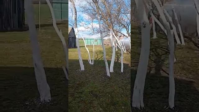 Деревенская жизнь.