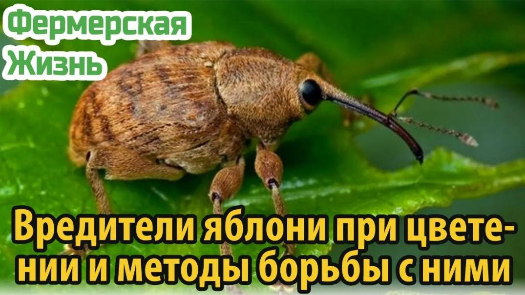 Вредители яблони при цветении и методы борьбы с ними