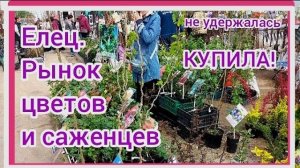 Секреты успешных покупок саженцев и цветов