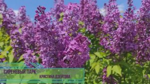 Сиреневый парк. Кристина Дзейтова