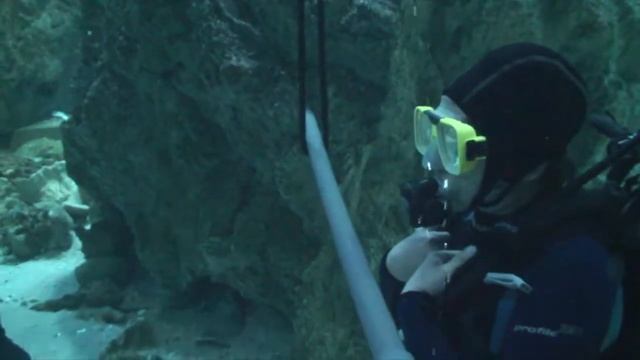 Diving With the Sharks смотреть онлайн