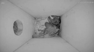 Скворец занялся уборкой в скворечнике -скворец один не хотел улетать