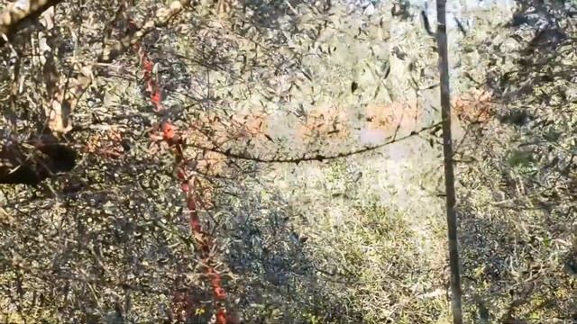 Сбор оливок на Крите Сорт Коронейка смотреть онлайн