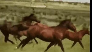 Казачья удаль