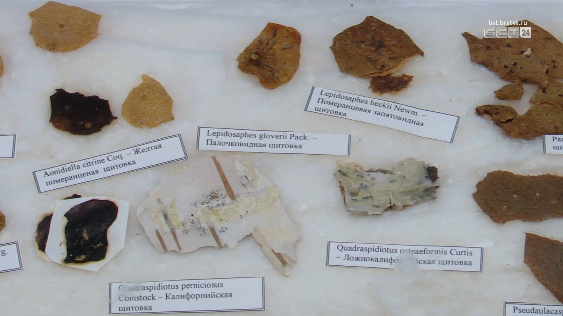 Чем опасны насекомые щитовки, обнаруженные в апельсинах и в киви в Братске