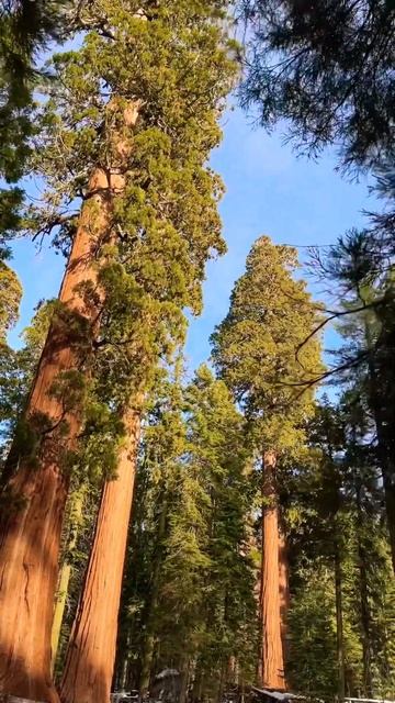 Продолжаю выкладывать видео из Секвойя Парка 😍 #travel #california #sequoianationalpark смотреть онлайн