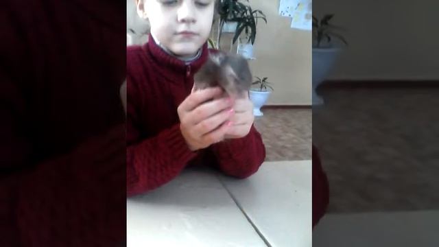 Опять хомки! смотреть онлайн