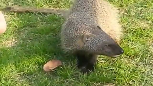 Mongooses in Spa. Мангусты в СПА смотреть онлайн