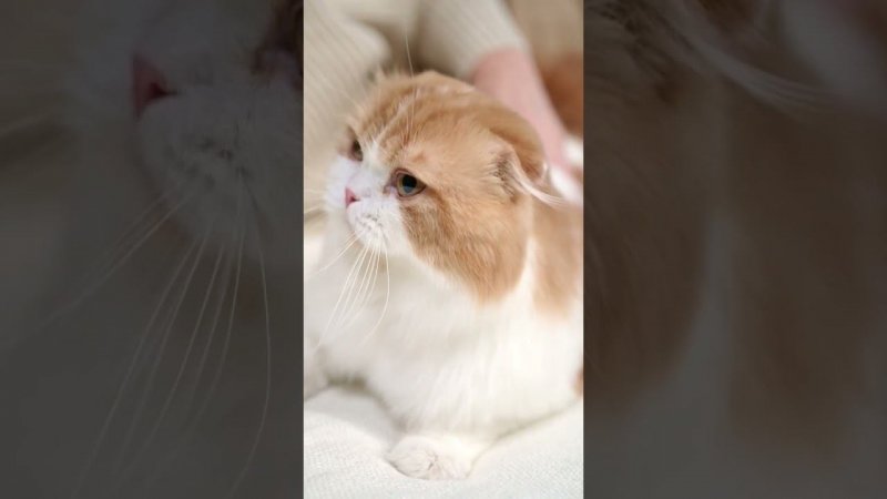 Киска кайфует на руках хозяйки