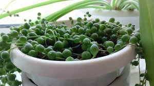 Крестовник Роули зелёный, уход, размножение