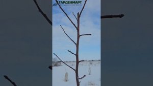 Обрезка деревьев весной. Принципы обрезки. Что срезать и почему?