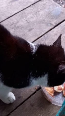 #котик которого прикормила###