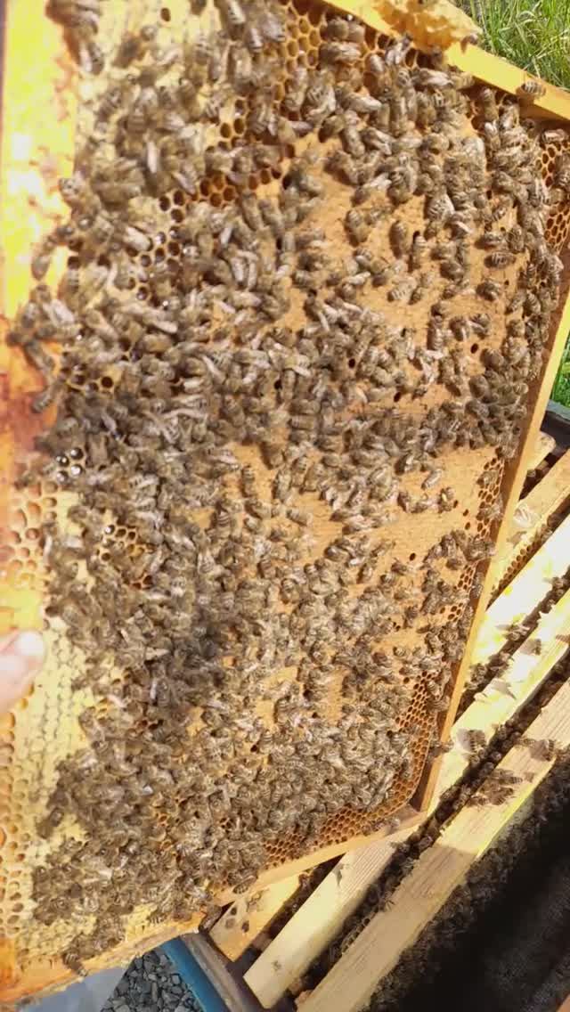 Расплод в роях в марте #пасека #пчелы #хобби #пчеловодство смотреть онлайн