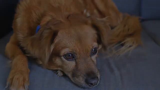 Все о прививках собакам смотреть онлайн